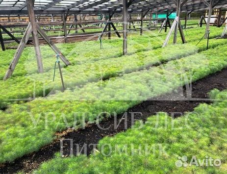 Сеянцы на лесовосстановление Ель Голубая зкс