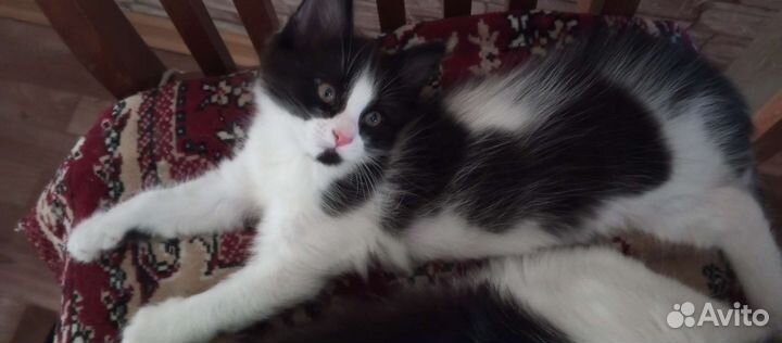 Котенок в добрые руки