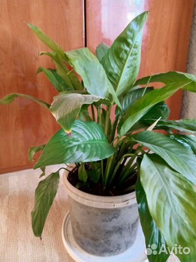 Спатефилум