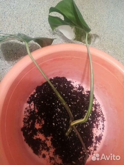 Монстера вариегатная альба