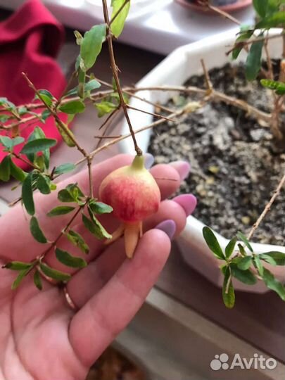 Гранат комнатный