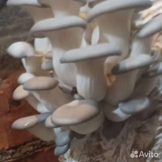 Готовые блоки Вешенки