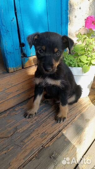 Щенок в добрые руки