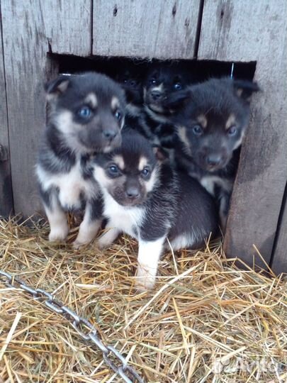 Собака Хаски