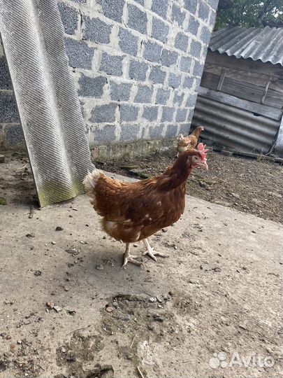 Куры несушки