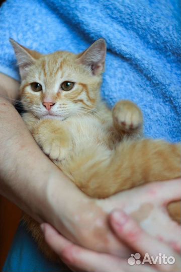Рыжий котенок ищет дом