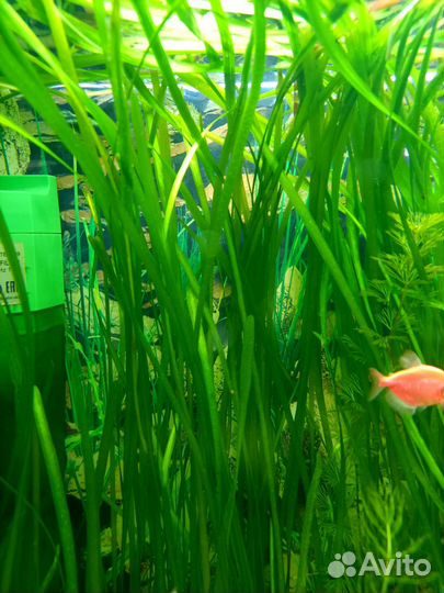 Аквариумные растения