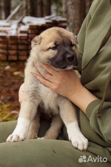 Собака турецкий кангал