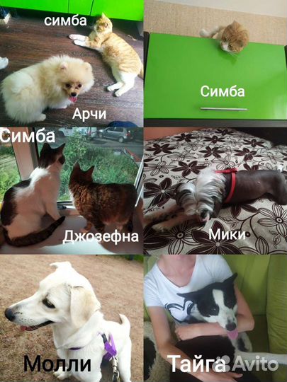 Передержка