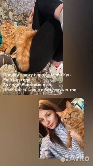 Кошка Мейн-Кун продам
