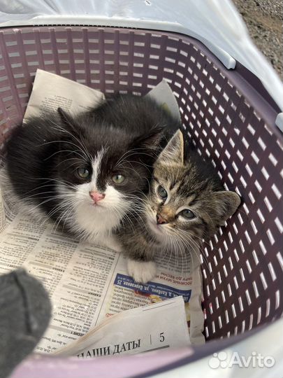 Котята