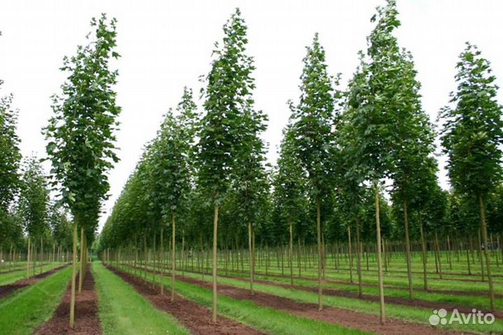 Саженцы березы, дуб, клен - в наличии все размеры