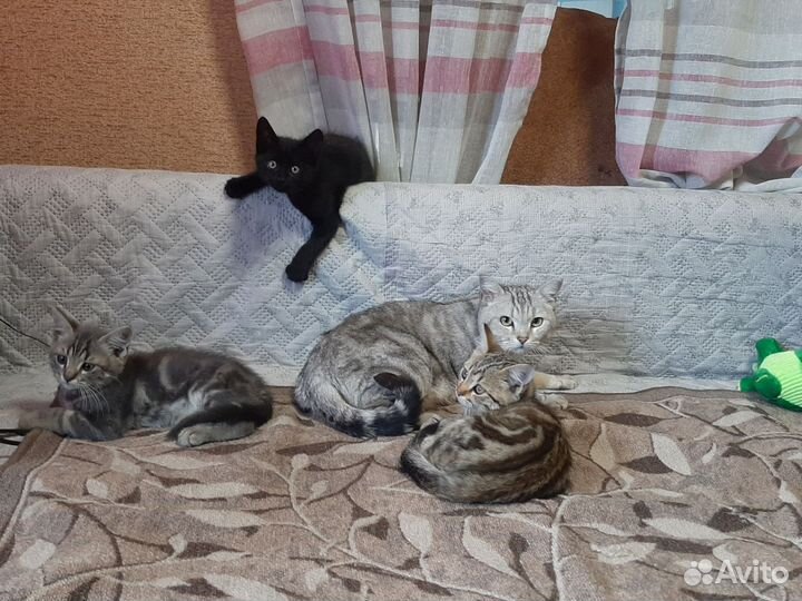 Британские котята