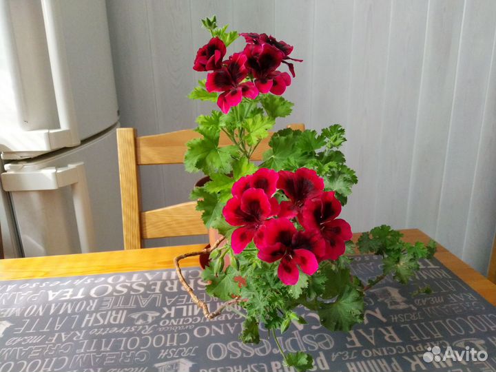 Пеларгония ангел