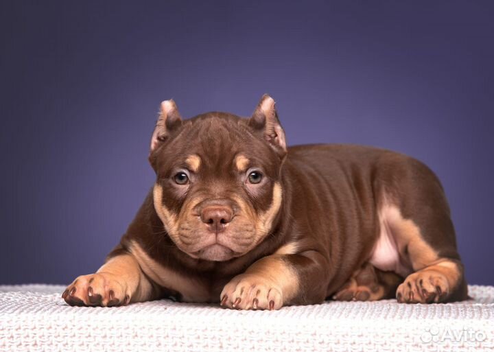 Американские були