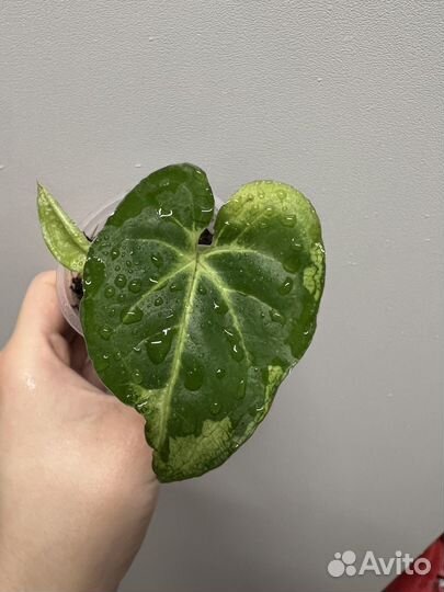 Сингониумы сортовые