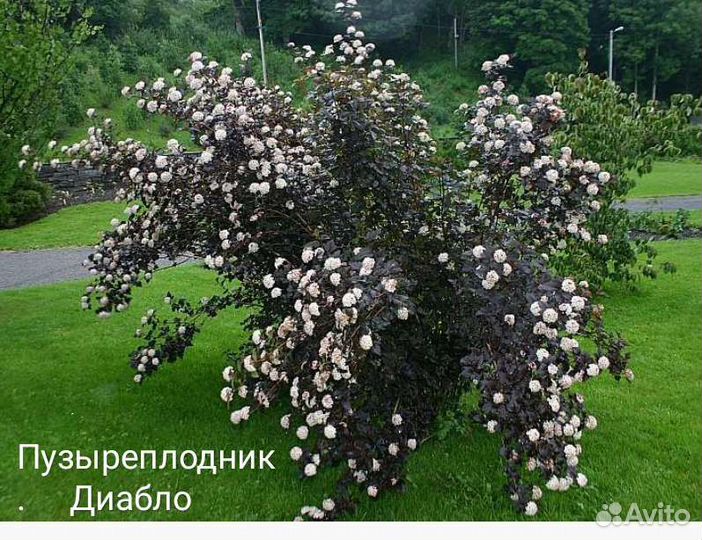 Пузыреплодники