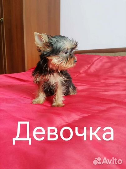 Щенки микро йорка
