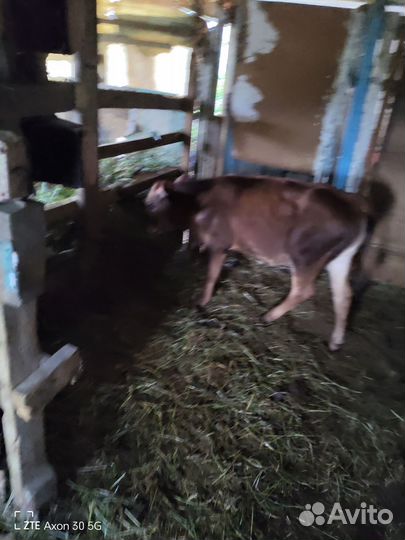 Телята телочки