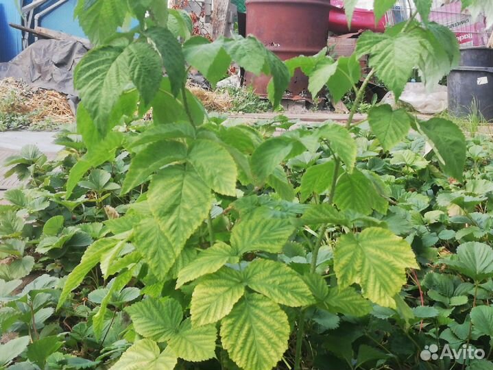 Малина Разная