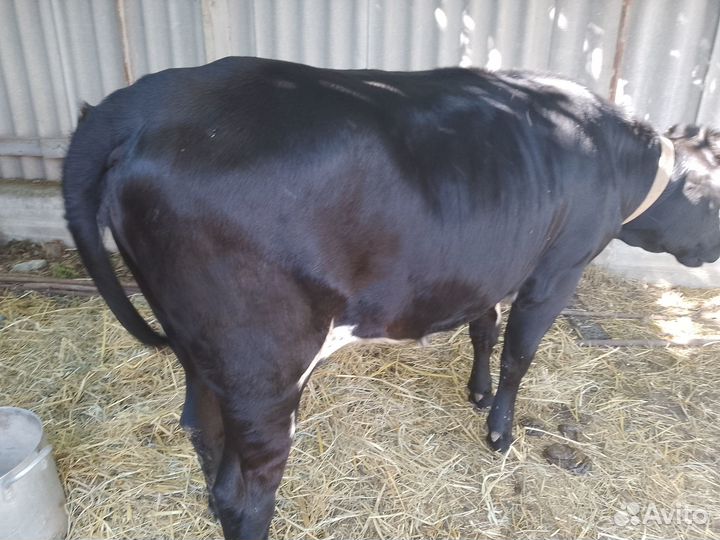 Продаëтся тëлка