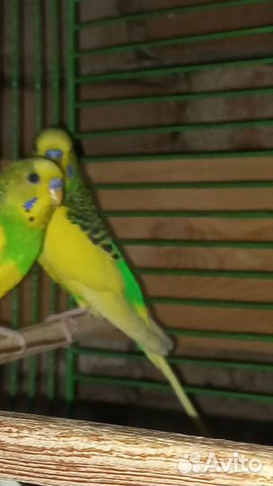 Волнистый попугай