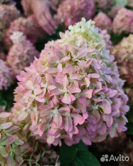 Гортензия метельчатая Бонфаер, Пиксио-новинки