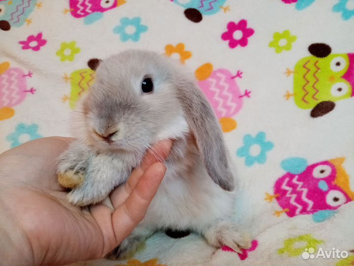 Кролик вислоухий баран мальчик 2 мес