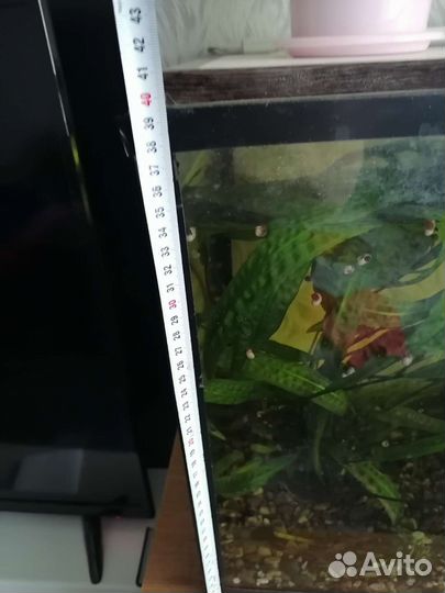 Аквариум