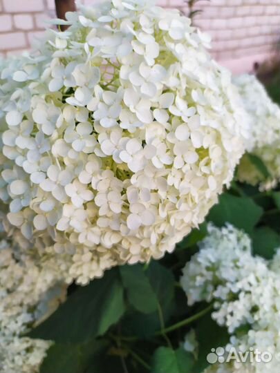 Гортензия Анабель саженец,белые.Есть розовые кусты