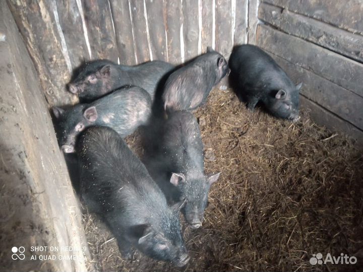 Продам поросят