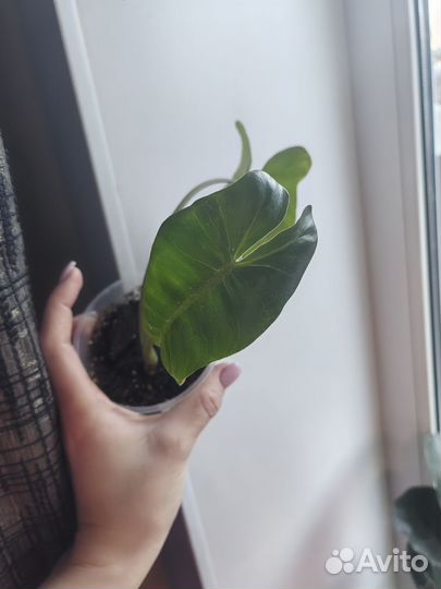 Филодендрон параисо верде