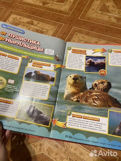 Журнал детский животные BBC Earth