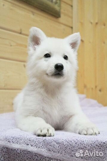 Щенок Белая Швейцарская овчарка