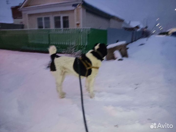 Вязка алабай