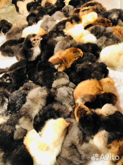 Инкубационные яйца смесь разных пород