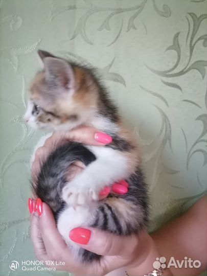 Котята в добрые руки бесплатно м