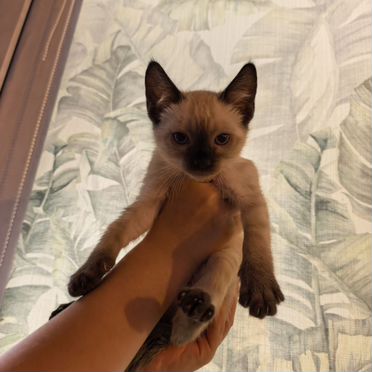 Бенгальский длинношёрстный котёнок
