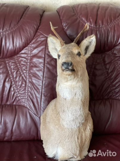 Чучело головы косули