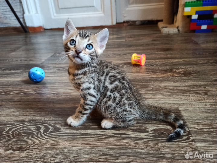 Бенгальские котята