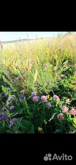 Красный клевер луговой