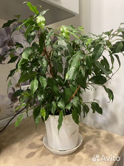 Комнатные растения