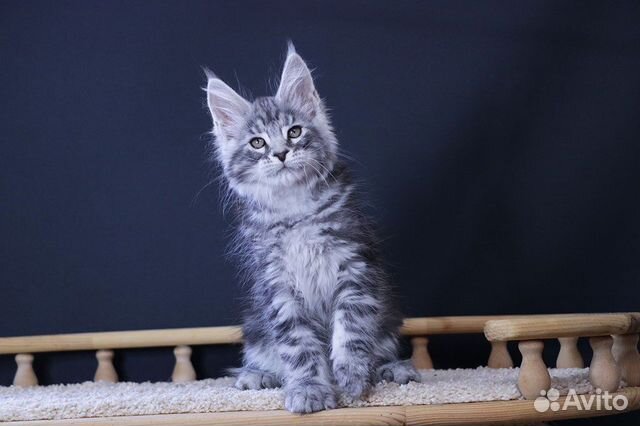 Мейн-кун котик чёрное серебро объявление продам
