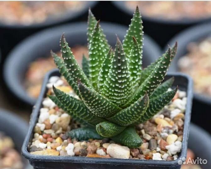 Семена Хавортии,Пахиподиума,Юкки,Эхинокактуса