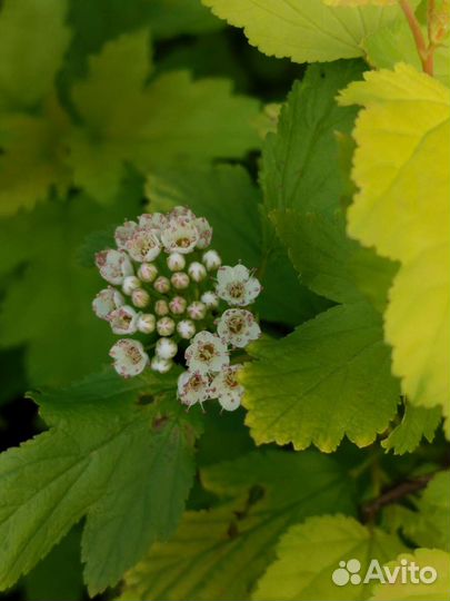 Акация, спирея, сирень, рябина