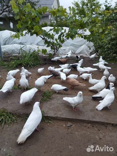 Бойные голуби