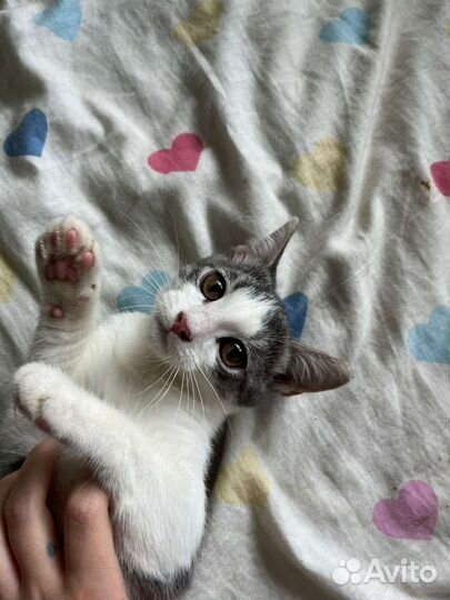 Котёнок девочка