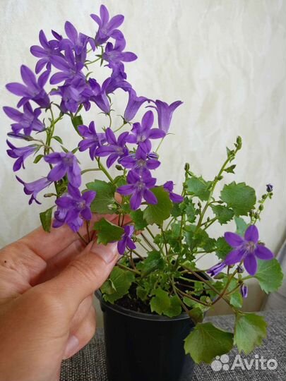 Кампанула (невеста), колокольчик Портеншлага