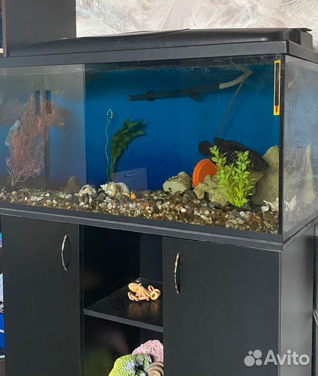 Аквариум