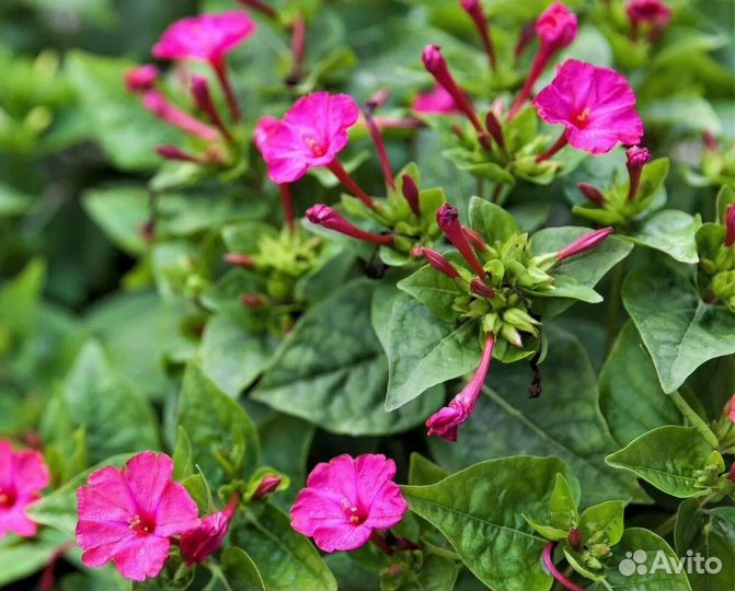 Семена мирабилиса